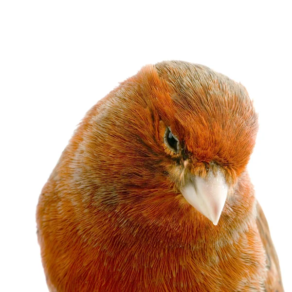 Canario rojo en su percha — Foto de Stock