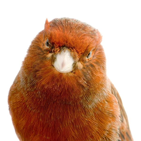 Canarino rosso sul suo trespolo — Foto Stock