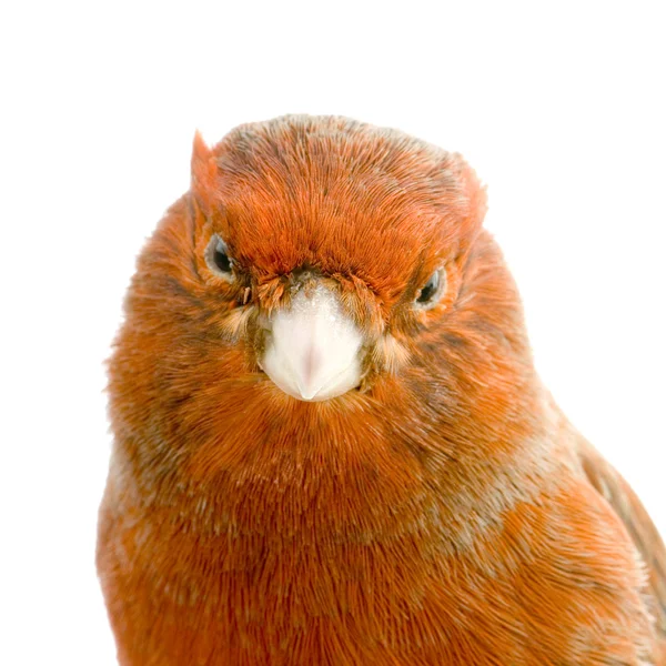 Canario rojo en su percha — Foto de Stock