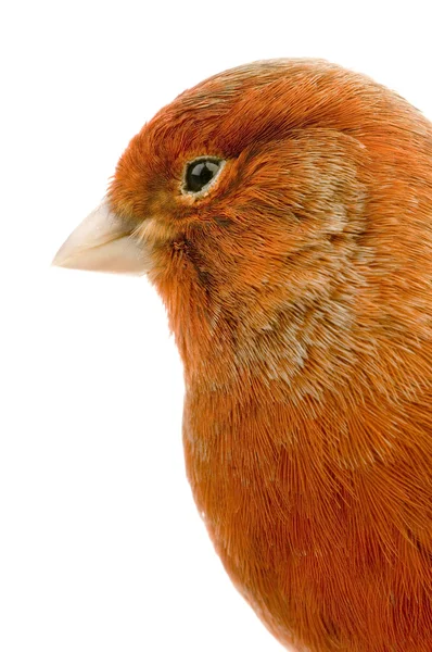 Canario rojo en su percha —  Fotos de Stock