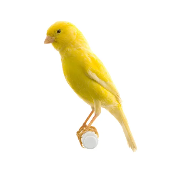 Canário amarelo em seu poleiro — Fotografia de Stock