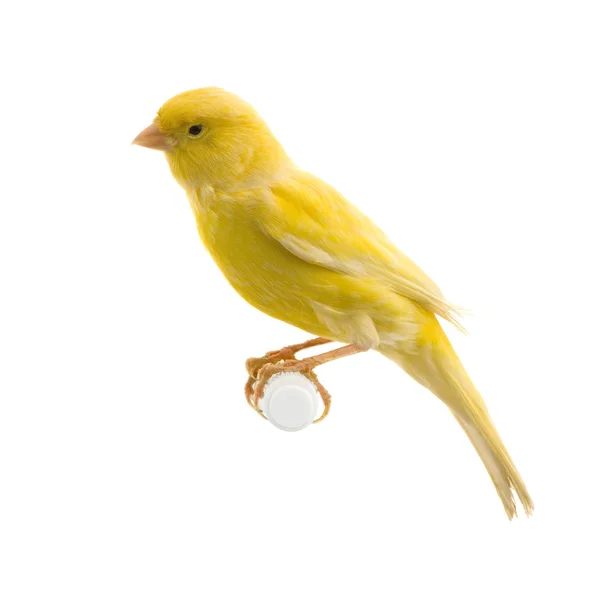 Yellow canary on its perch — Stock Photo, Image