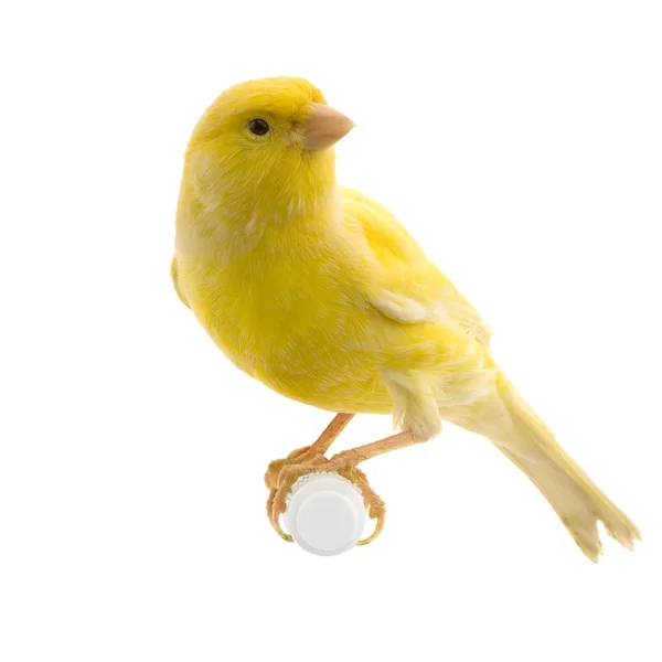 Gelber Kanarienvogel auf seinem Barsch — Stockfoto