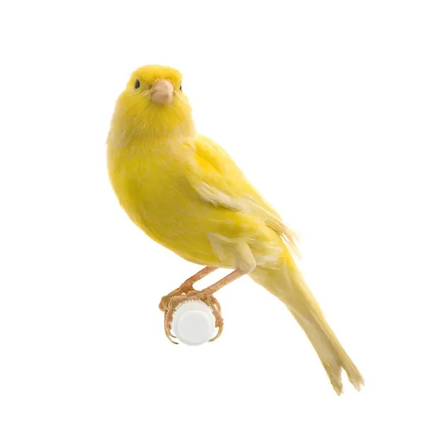 Burung kenari kuning di tempatnya bertengger — Stok Foto