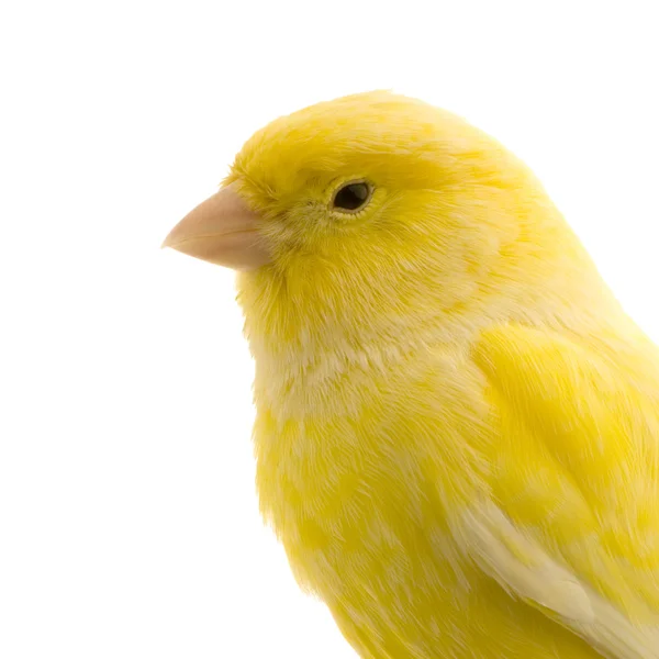 Yellow canary on its perch — Stock Photo, Image