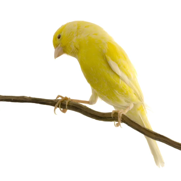 Żółty Kanaryjskich na jego okoń — Zdjęcie stockowe
