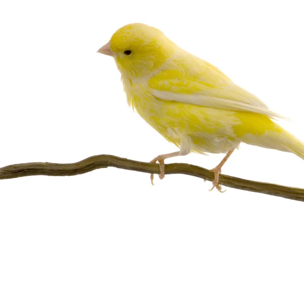 Yellow canary - Serinus canaria on its perch — Stock Photo ...