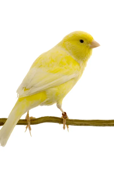 Canari jaune sur sa perche — Photo