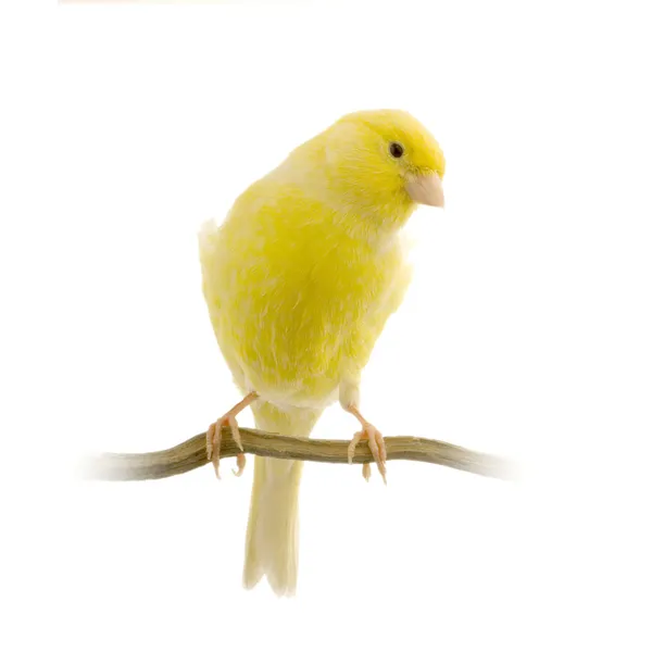 Жовтий канарка на його окулярах — стокове фото