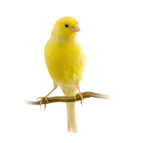 Gul kanariefågel på dess abborre — Stockfoto