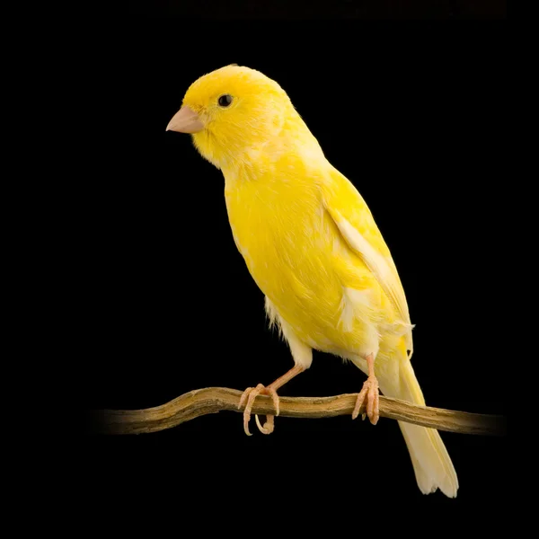 Gelber Kanarienvogel auf seinem Barsch — Stockfoto