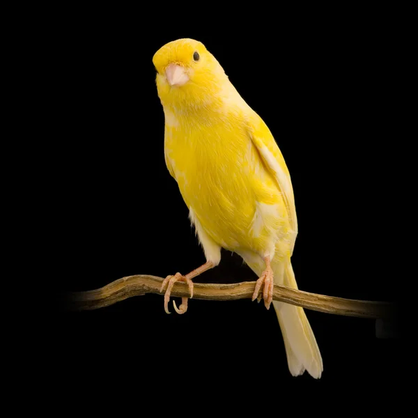 Canário amarelo em seu poleiro — Fotografia de Stock