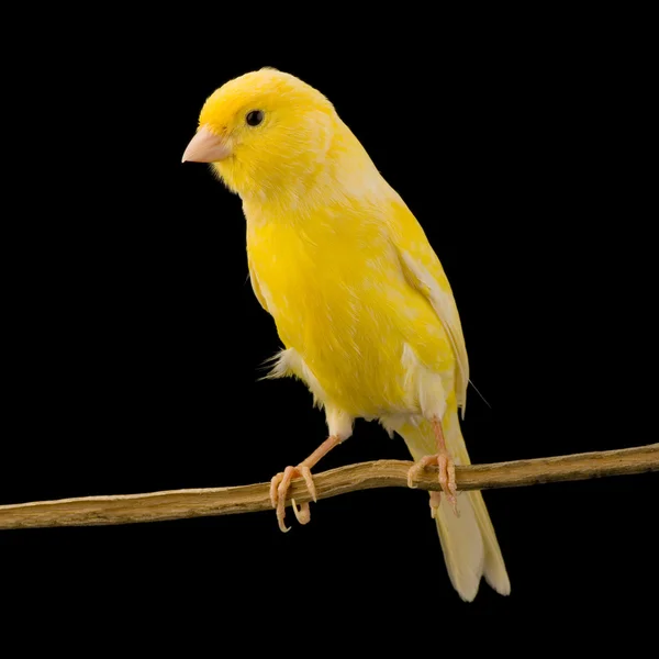 Žlutá Kanárské na bidýlku — Stock fotografie