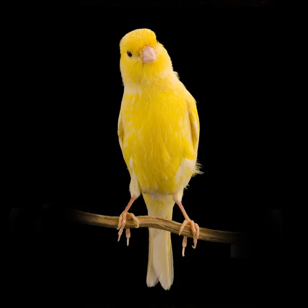Onun levrek üzerinde sarı Kanarya — Stok fotoğraf