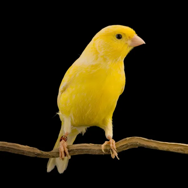 Желтая канарейка на окуни — стоковое фото