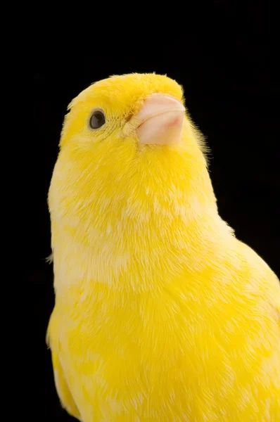 Gul kanariefågel på dess abborre — Stockfoto