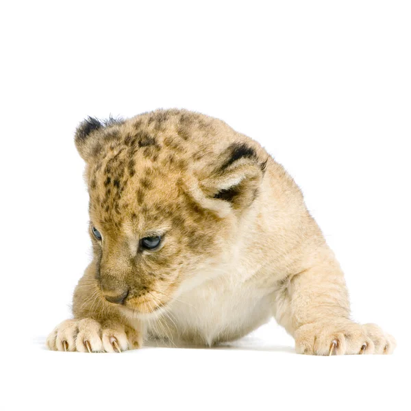 Leeuw cub liggen — Stockfoto