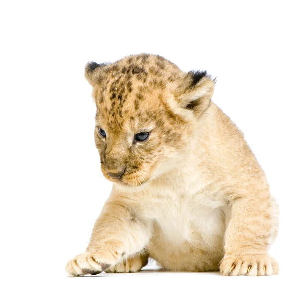 Aşağı uzanmış aslan yavrusu — Stok fotoğraf