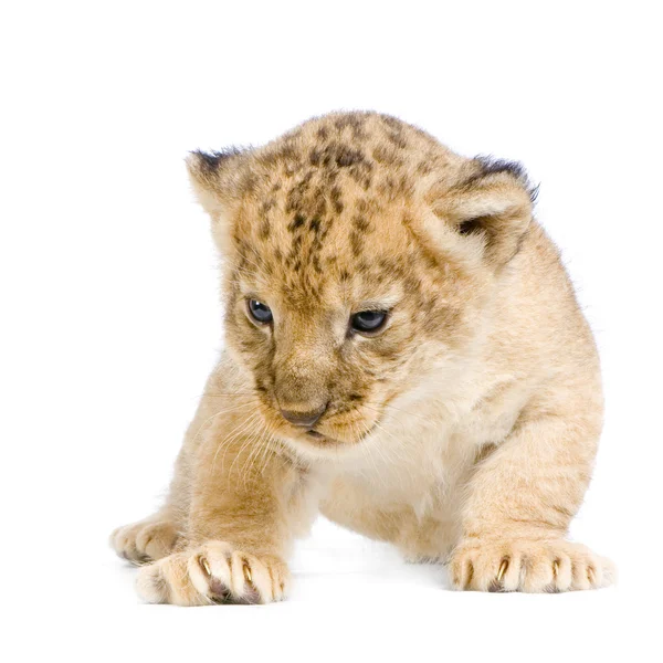 stock image Lion Cub lying down