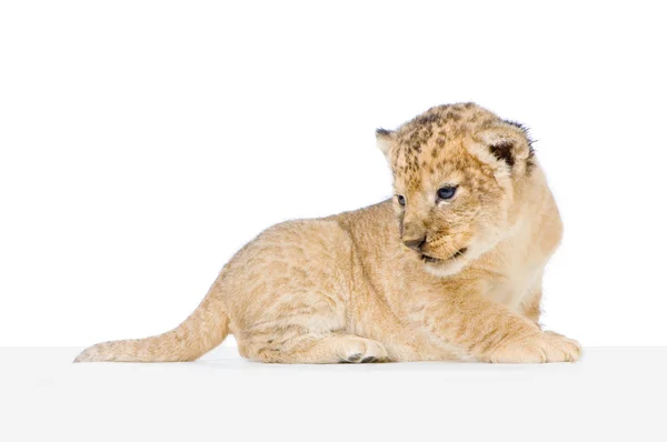 Lion Cub ligger ned - Stock-foto