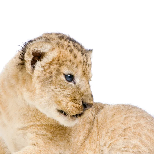 Aşağı uzanmış aslan yavrusu — Stok fotoğraf