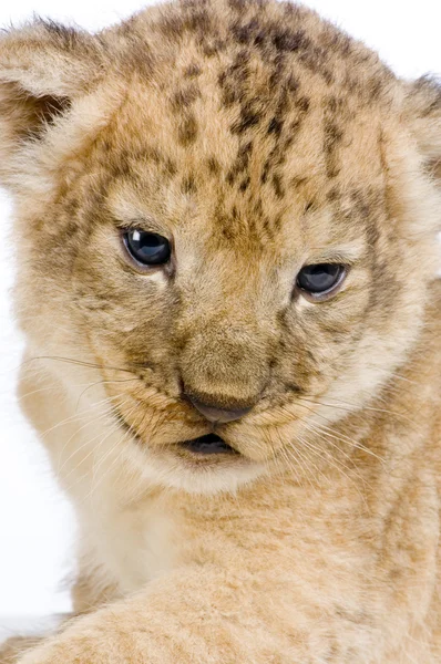 Lion Cub's c — Stock Photo, Image