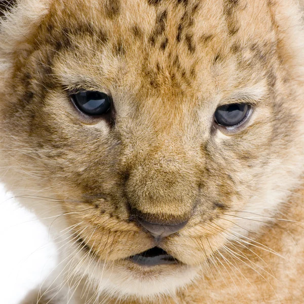 Νεογέννητο λιονταράκι του c — Φωτογραφία Αρχείου