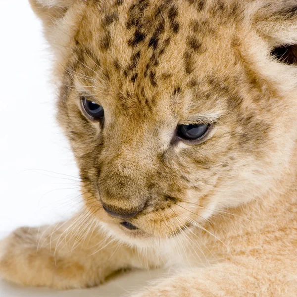 Leão Cub 's c — Fotografia de Stock