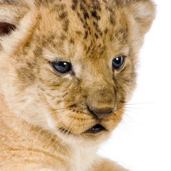 C Lion cub — Photo
