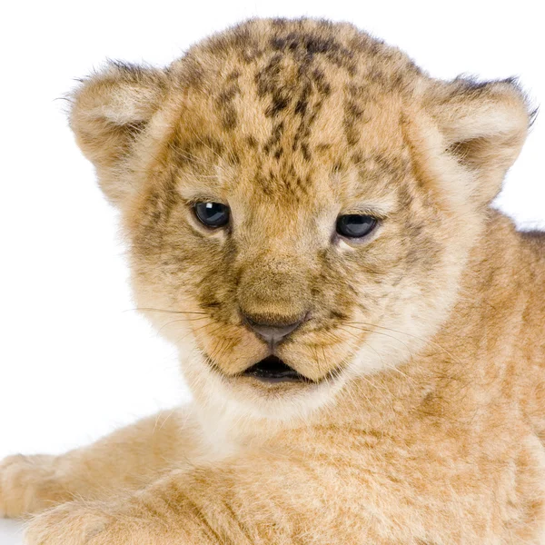 Leão Cub 's c — Fotografia de Stock
