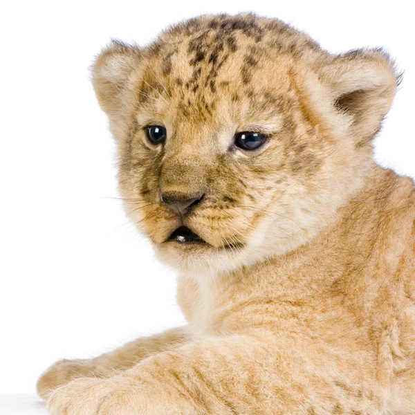 Lion cub c — Stock Fotó