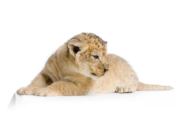 ダウン横たわるライオンの子 — ストック写真