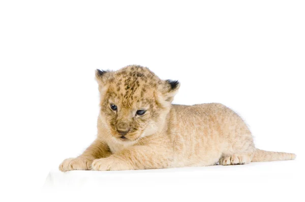 Lejon unge liggande — Stockfoto