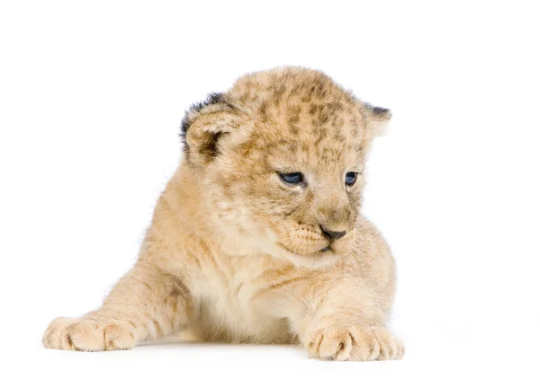 Lion Cub sdraiato — Foto Stock