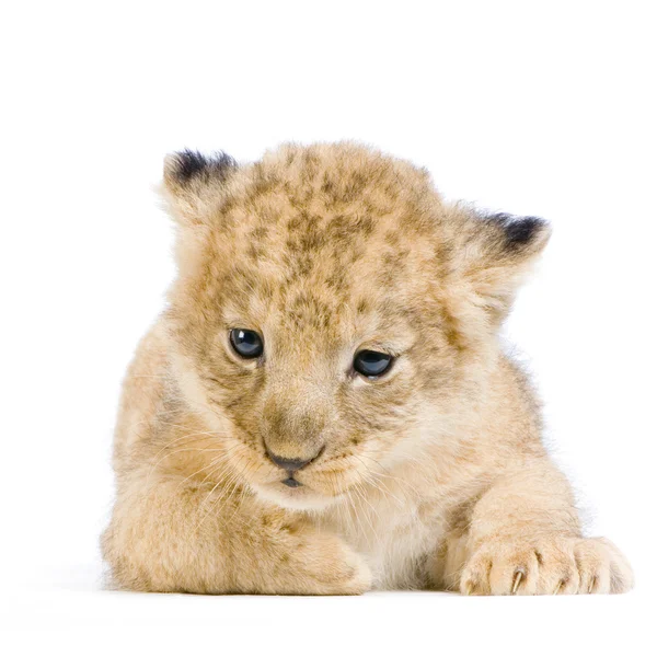 Leeuw cub liggen — Stockfoto