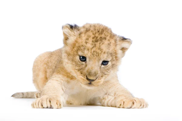 Lion Cub fekve — Stock Fotó