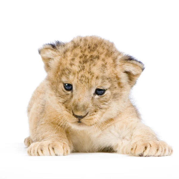 Lion Cub couché — Photo