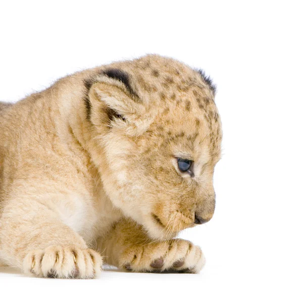 Lion Cub lying down — Stock Photo, Image