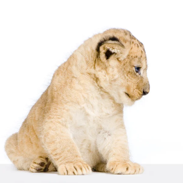 Oturan aslan yavrusu — Stok fotoğraf