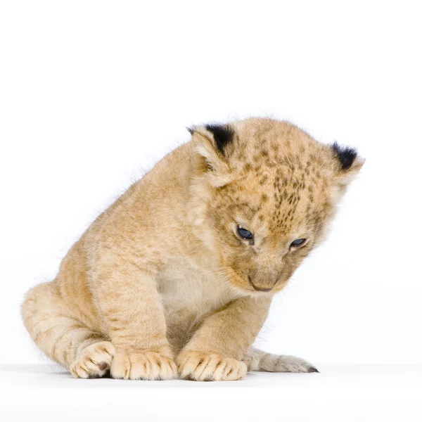 Lion Cub assis — Photo