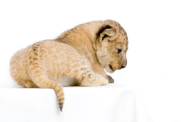 Cubo de Leão deitado — Fotografia de Stock