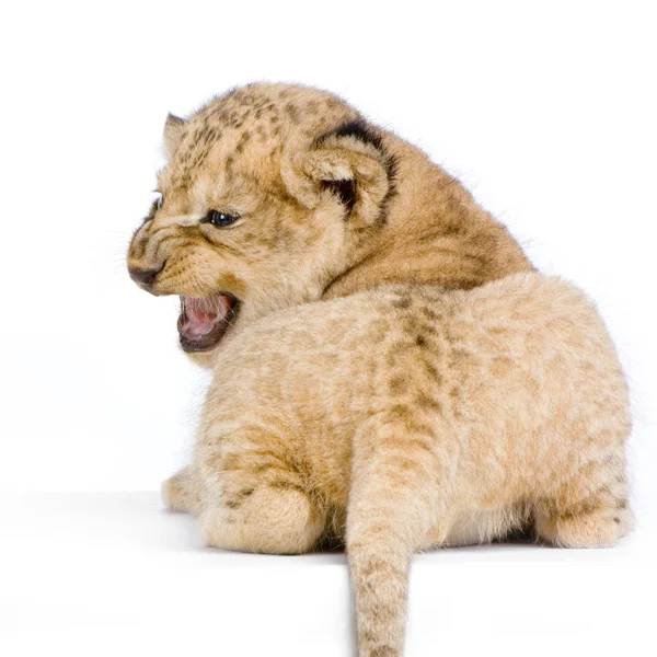 Lejon unge liggande — Stockfoto