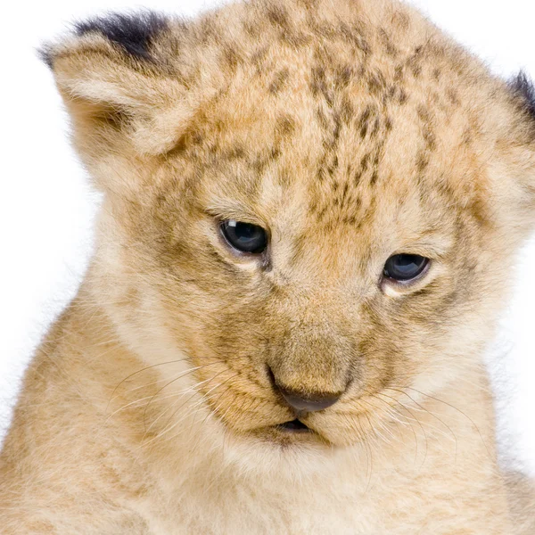 Leeuw cub's c — Stockfoto