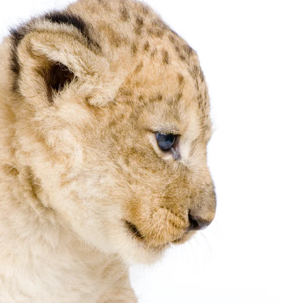 Lion Cub's c — Stockfoto