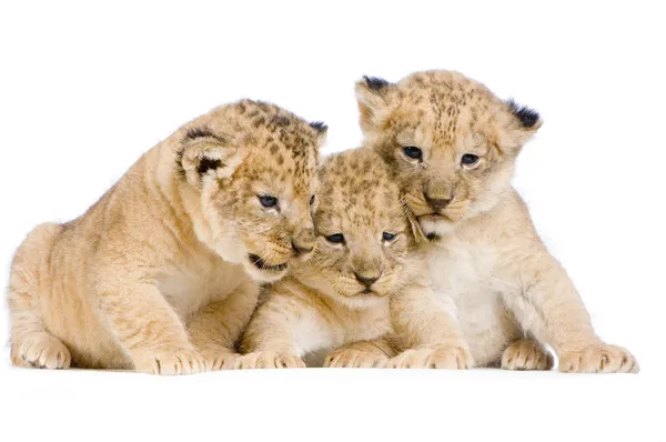 Cuccioli di leone — Foto Stock