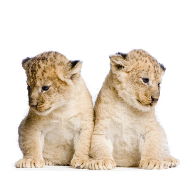 Kaksi leijonanpentua — kuvapankkivalokuva