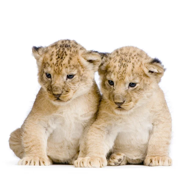 两个狮子的幼仔 — 图库照片