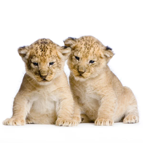 Deux lionceaux — Photo