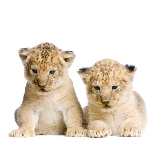 2 つのライオン カブス — ストック写真