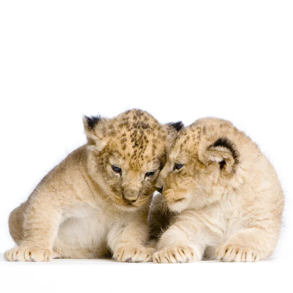 Due leoncelli — Foto Stock